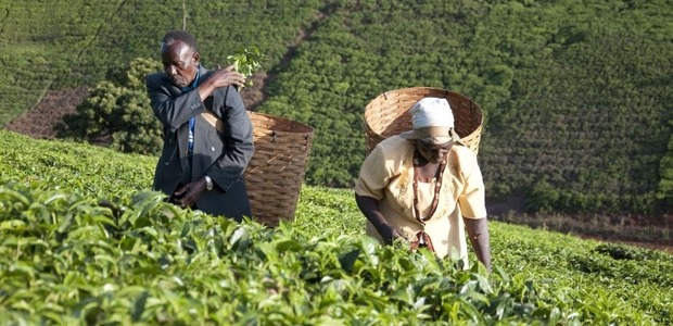 Digitization of Kenyan farmer payments helps tackle poverty