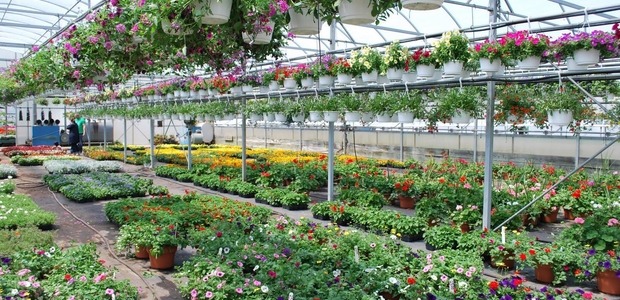 challenges-faced-by-small-scale-flower-farms_article_full