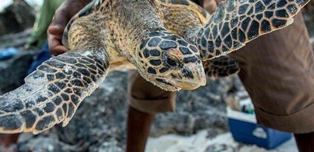 A turtle at the Watamu Turtle Watch project The world’s first