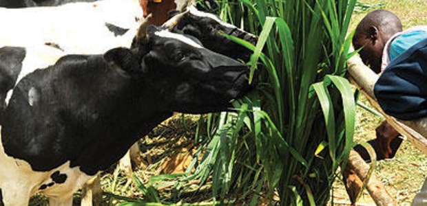 Rwanda’s dairy farmers to benefit from Gumaho milk app
