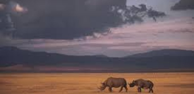 One rhino gets killed every eight hours.