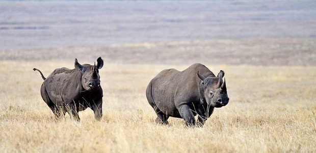 How wildlife conservancies are using IoT to track location of endangered rhinos in Tanzania