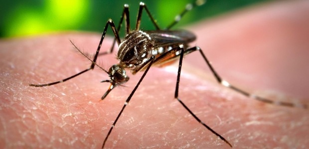 IBM applies data analytics and mobile technology to address mosquito-borne diseases in Taiwan and Panama