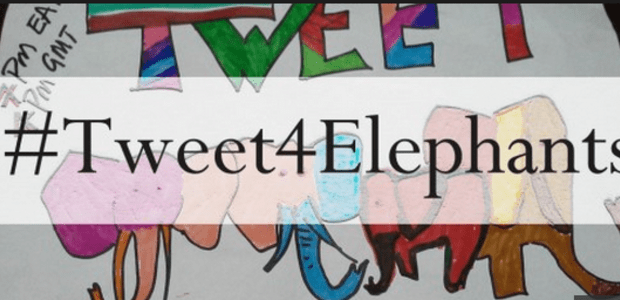#Tweet4Elephants gathers over 100 million Twitter impressions