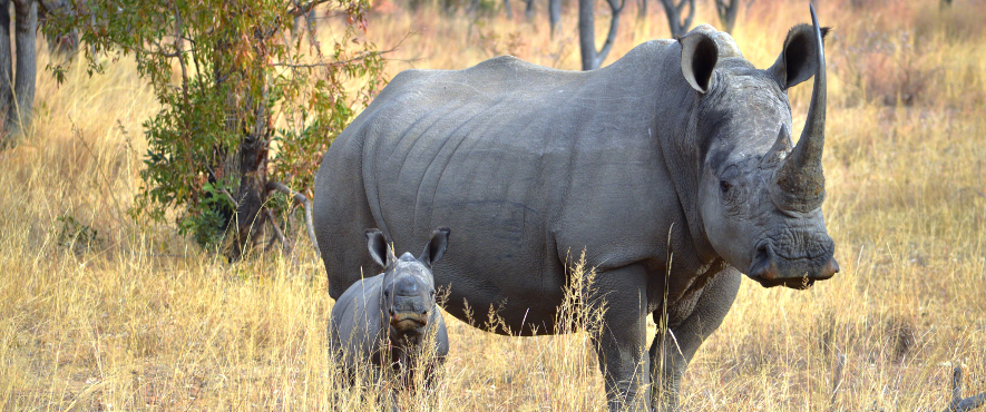 South Africa’s Game Reserve shifts to IoT Technology to thwart poachers