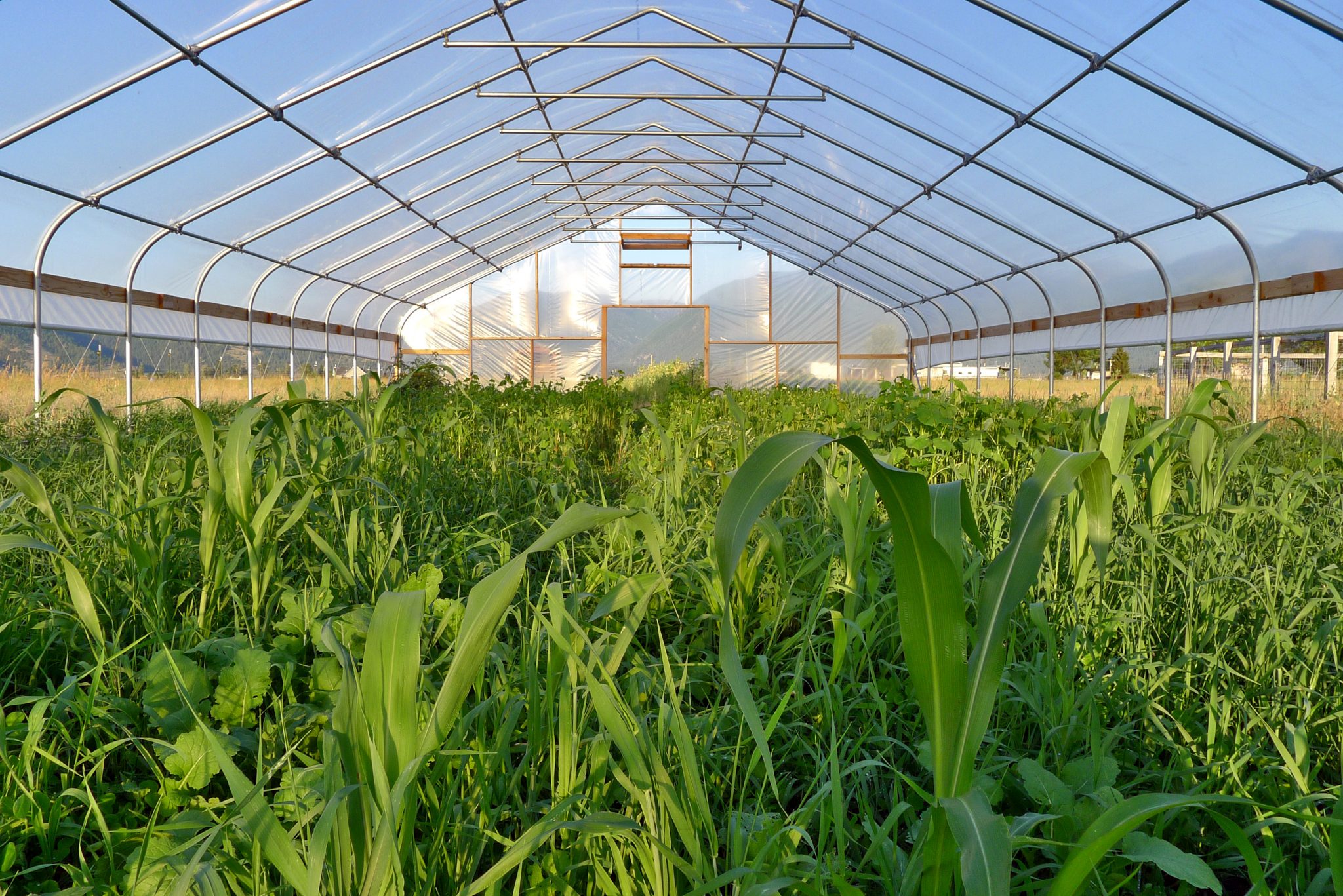 high-tunnel-cover-crop