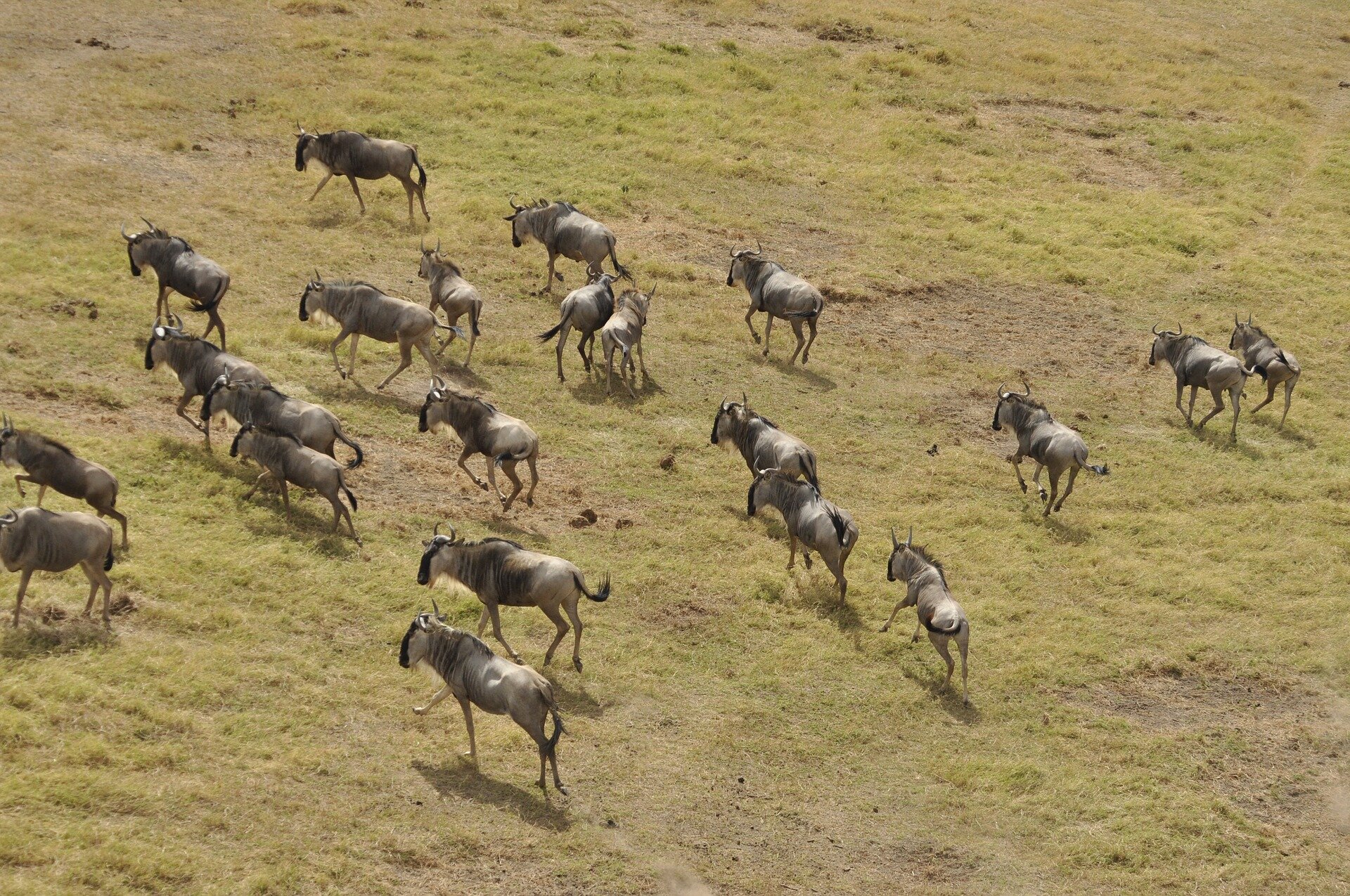 New technologies could help conservationists keep better track of Serengeti wildebeest herds
