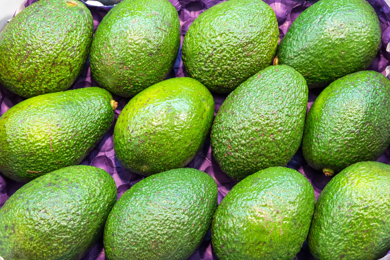Avocados arranged ready for export