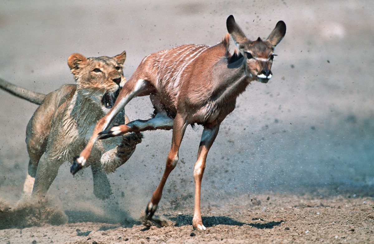 The lion and the gazelle must both wake up and