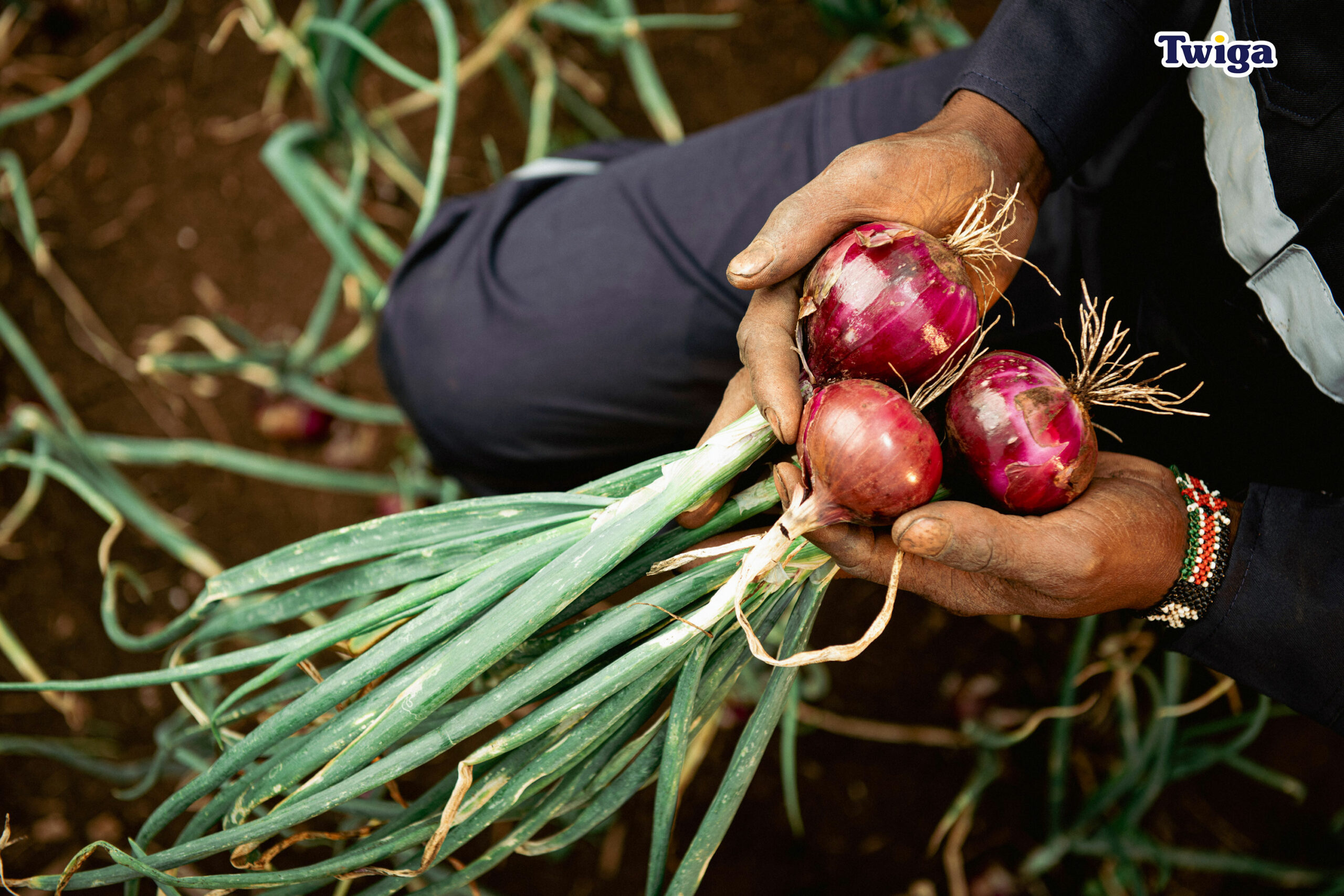 Liquid Telecom Deploys IoT On Twiga Foods’ Takuwa Farm