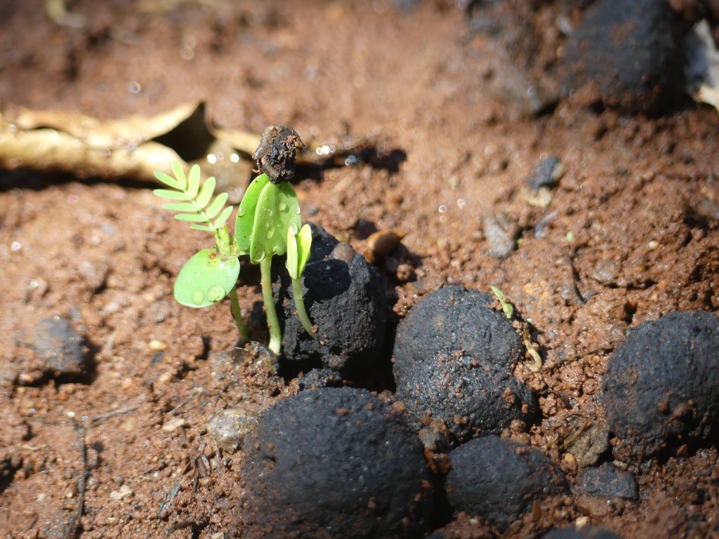 Usiku Games Leverages Seedballs To Curb Climate Change