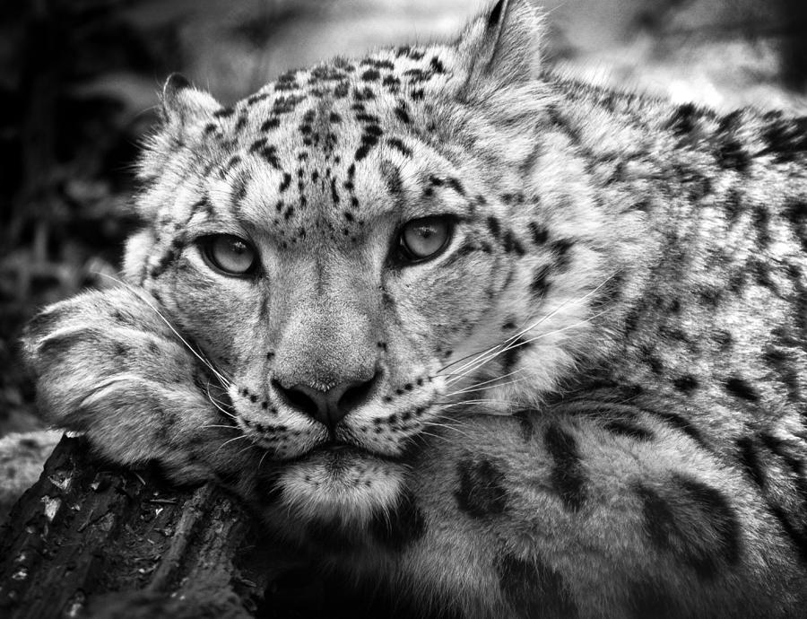 snow-leopard-in-black-and-white-chris-boulton