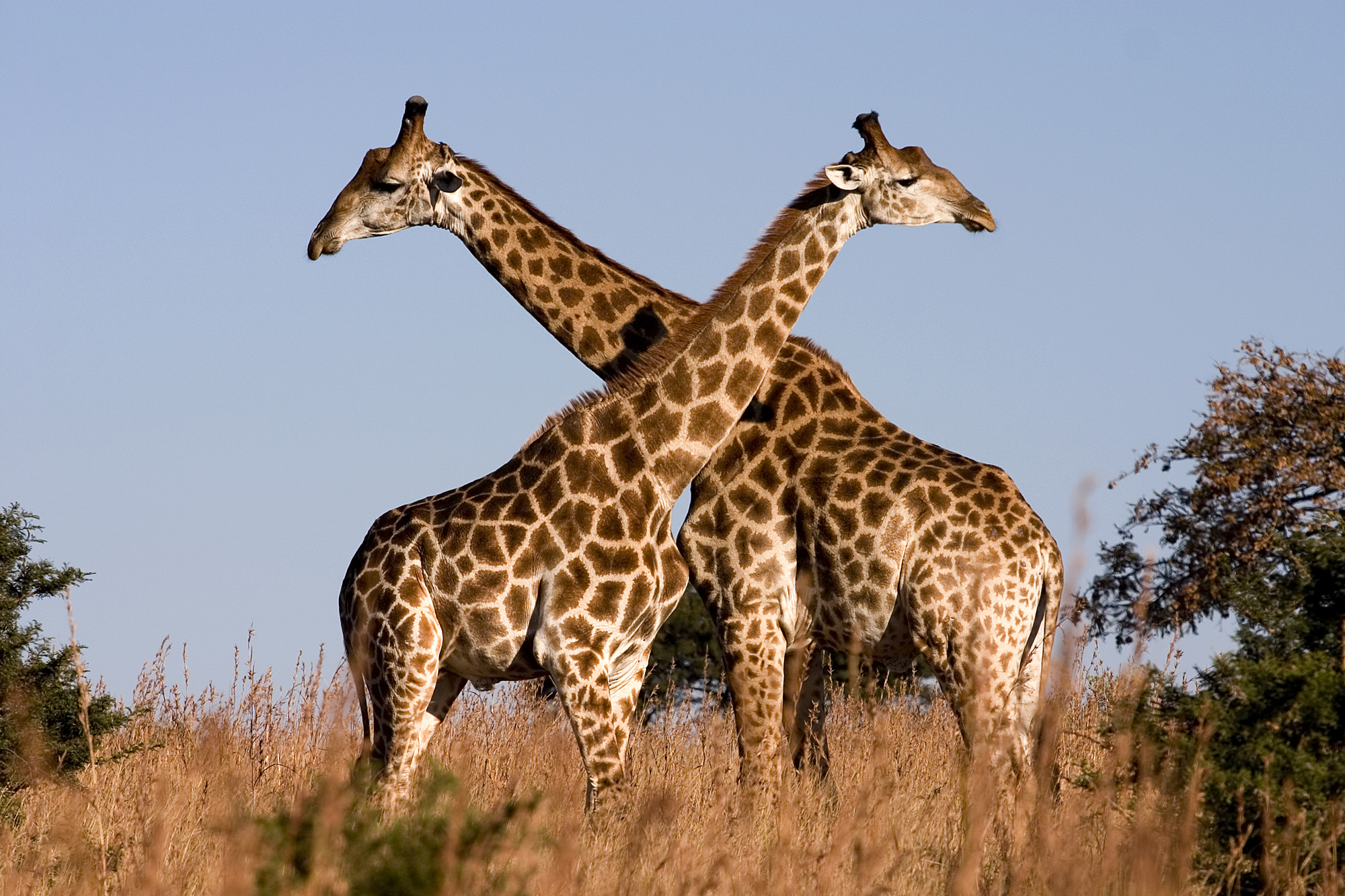 Giraffes In Namibia Fitted With GPS Technology
