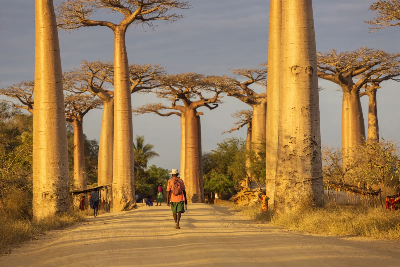 baobab-trees-Grandidier-Avenue-of-the-Baobabs