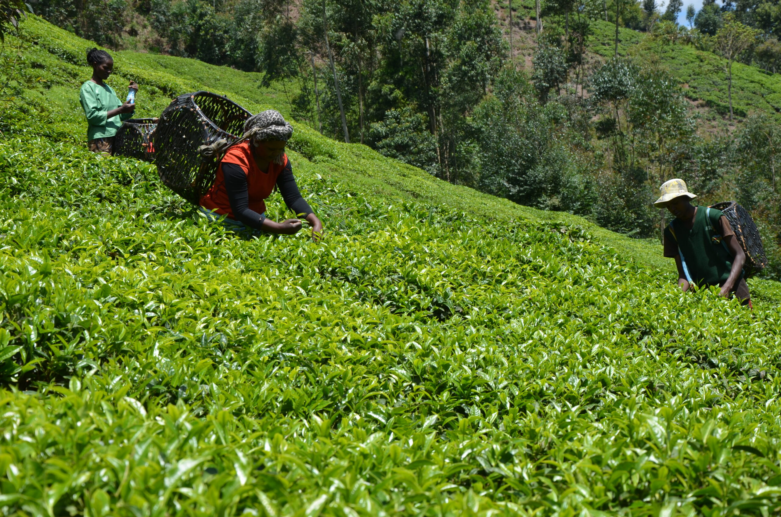 The firm recently launched a mobile app to enhance communication, engagement and account management for its smallholder tea farmers in the country.