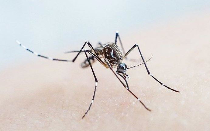 Malaria