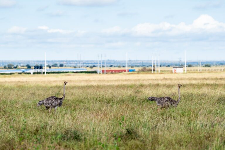 Konza Becomes Africa’s First Smart City Conservancy